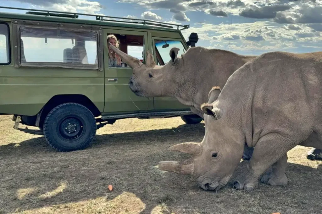 Asilia Ol Pejeta Bush Camp Rhino experience_1