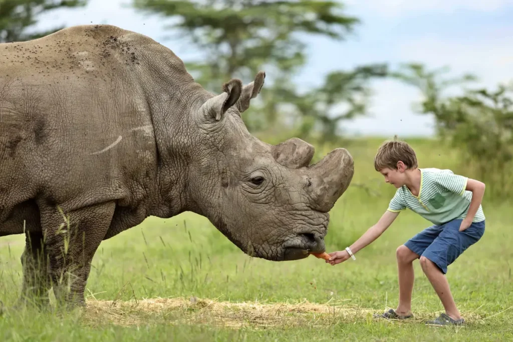 opbc-eeding-rhino2